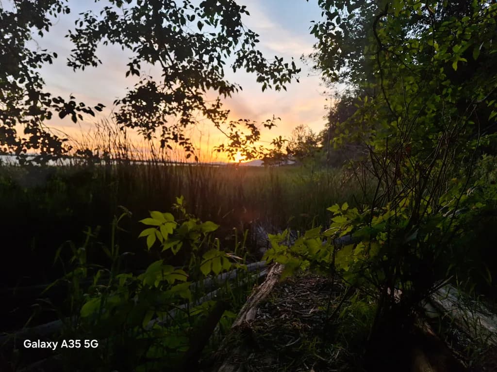 Sunset Through Leaves