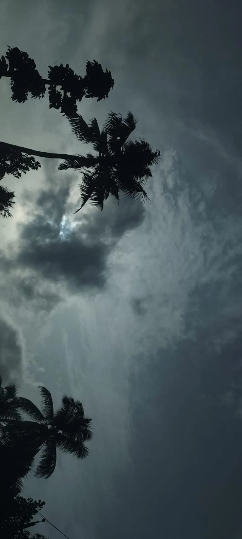 Shadowed Palms