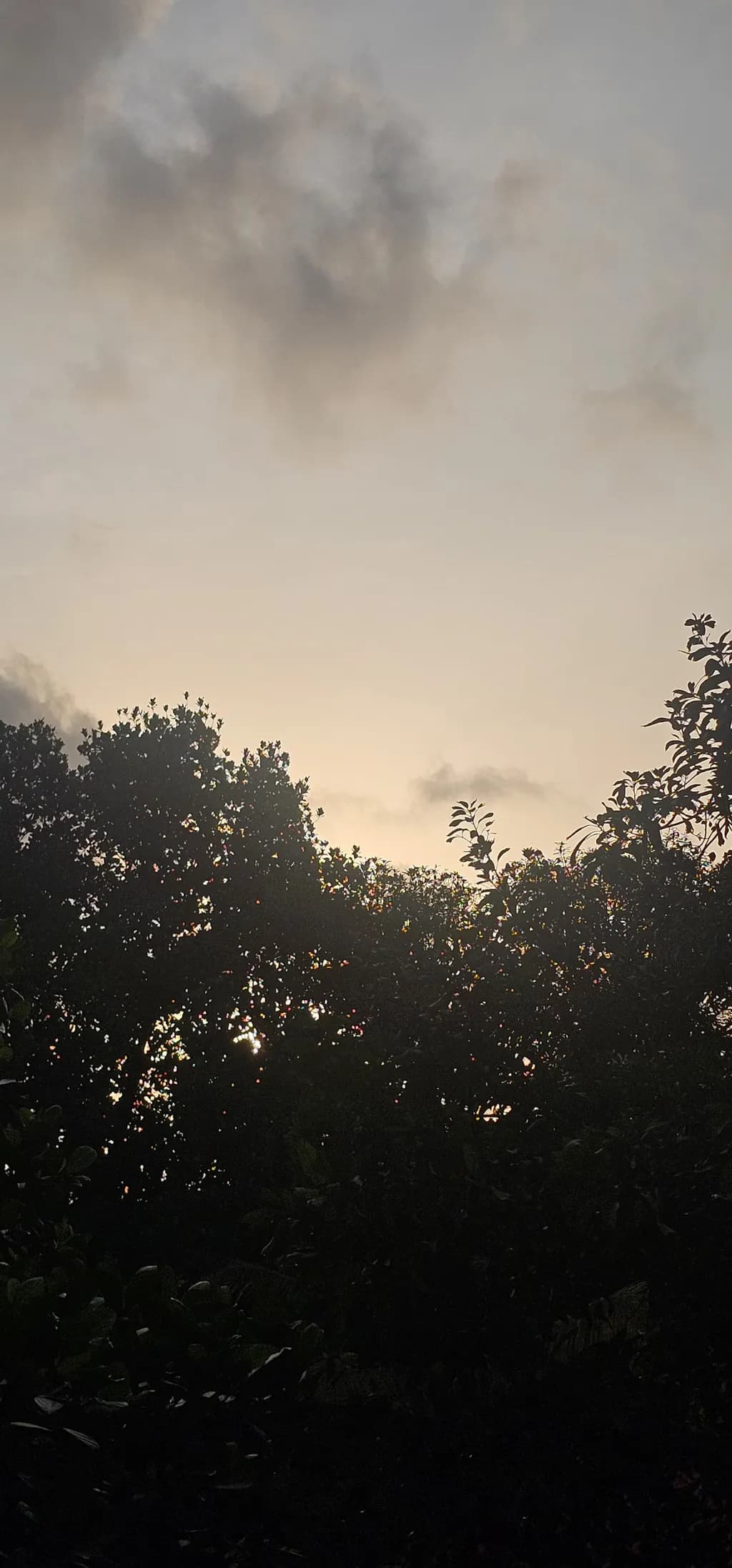 Dusky Canopy