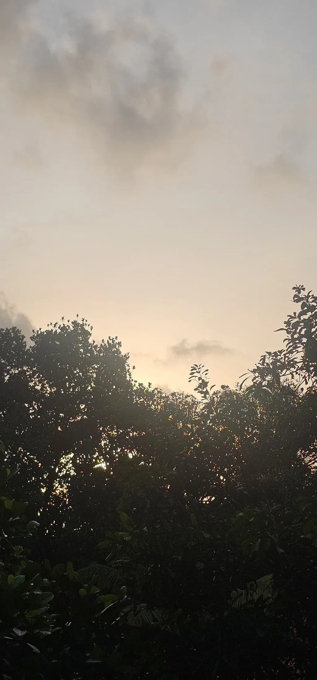 Dusk Silhouette