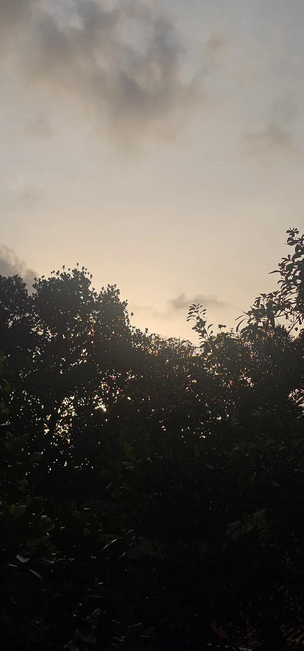 Dusk Silhouette