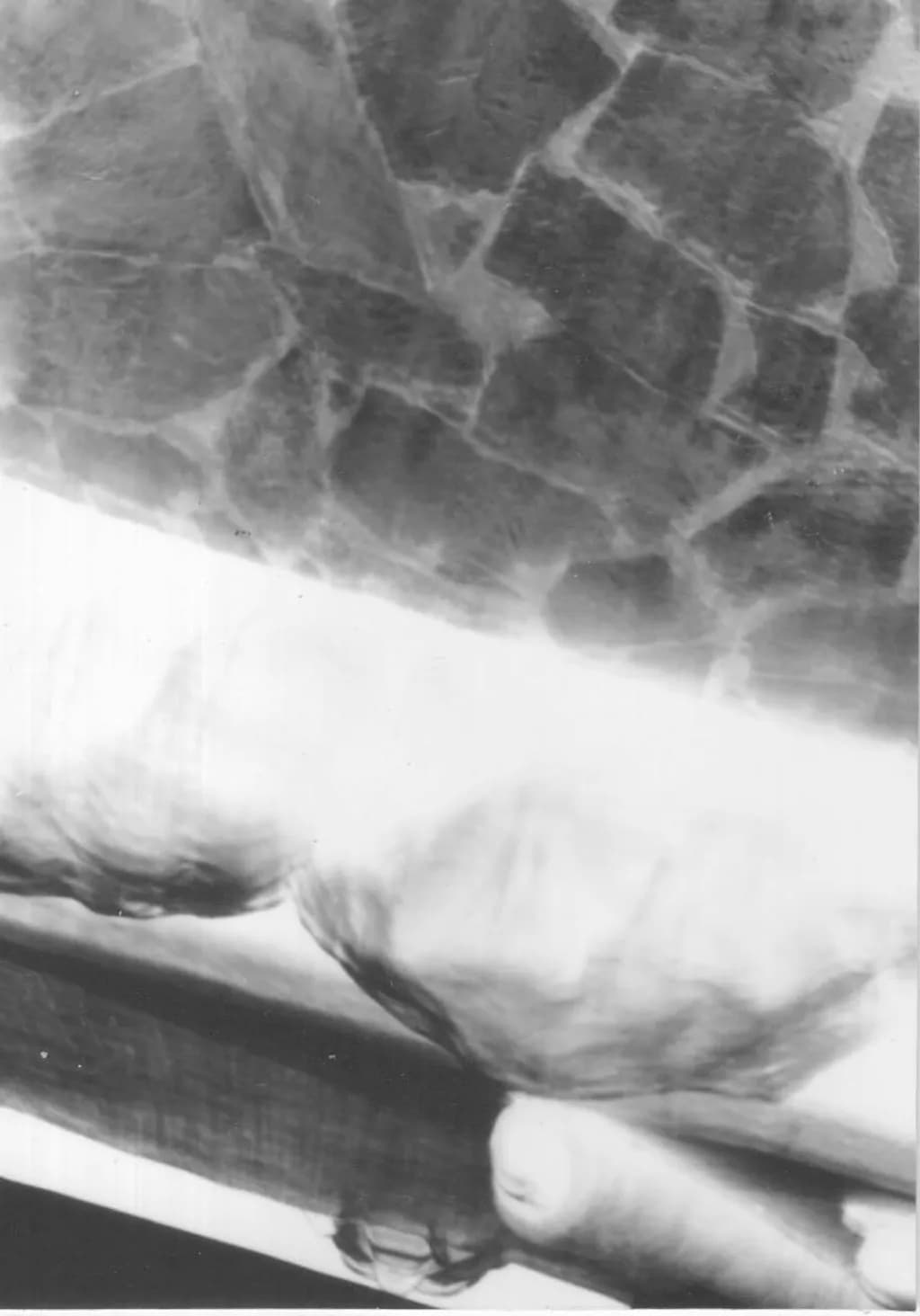 Turtle Shell Detail