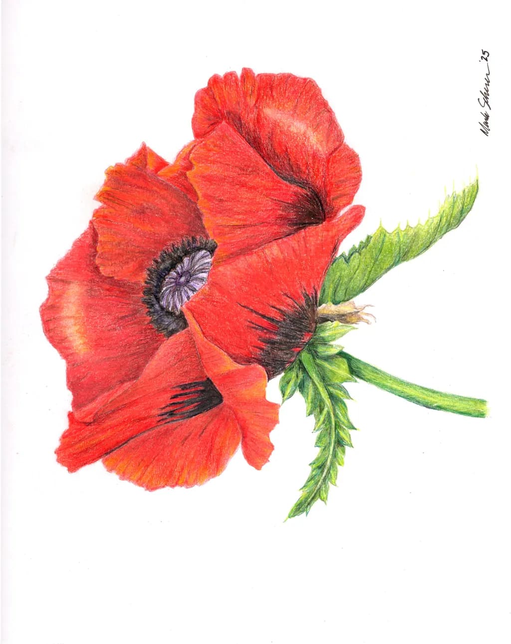 Poppy Blossom