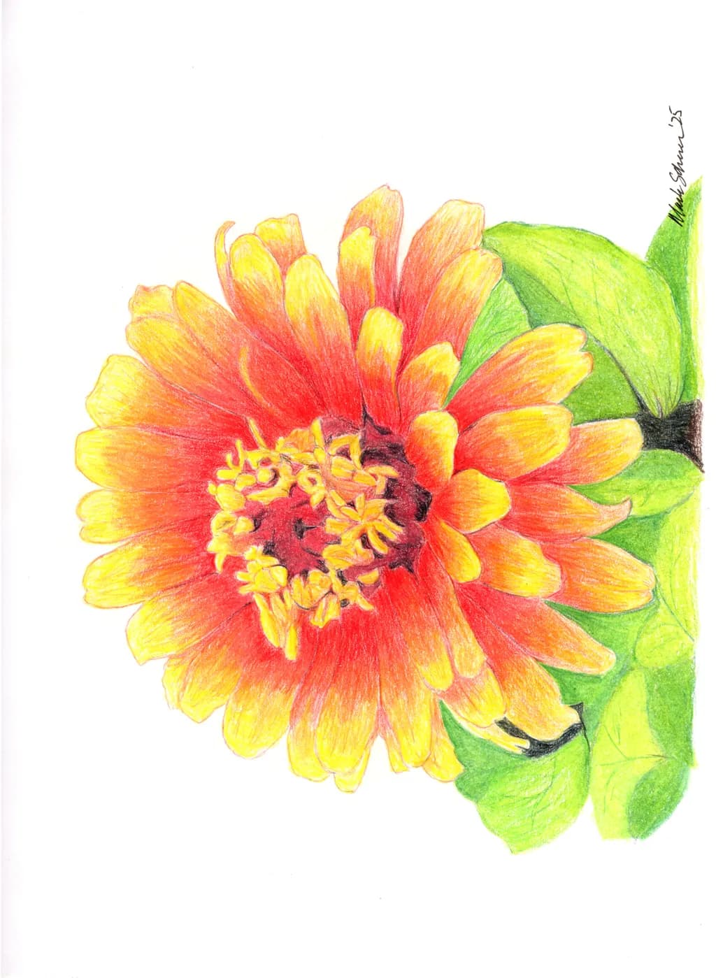 Zinnia Bloom