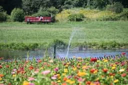 Farm Pond Splash