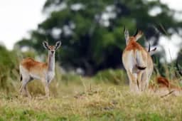 Deer in the Meadow