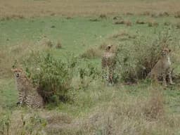 Cheetahs in Grass