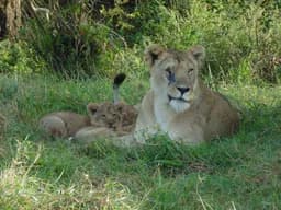 Lioness and Cub