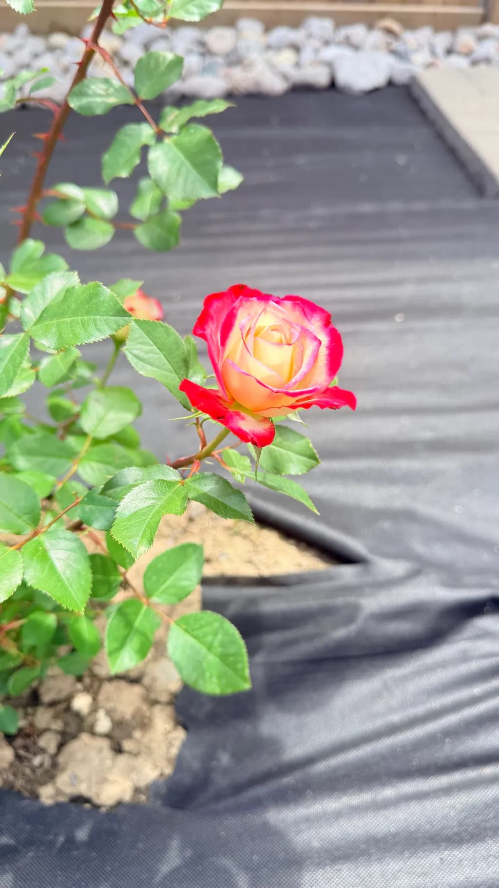 Bicolor Flame Rose