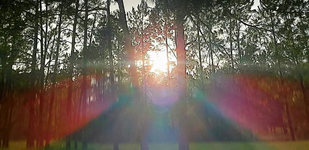 Sunlit Forest Glow