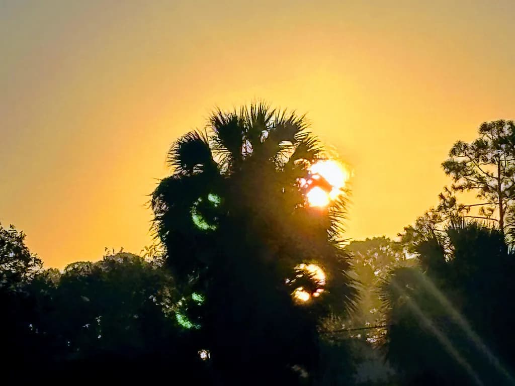 Sunlit Palms