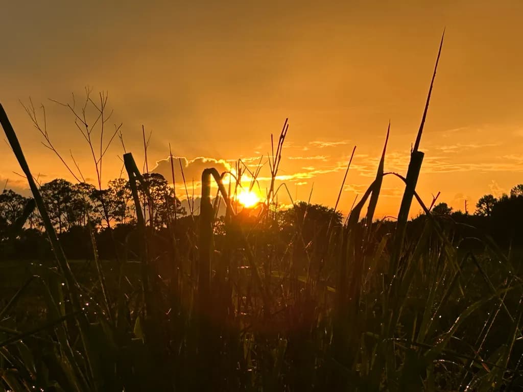 Golden Glow Meadow