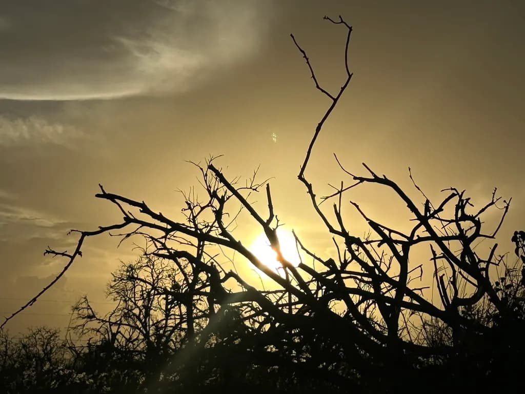 Sunset Silhouettes