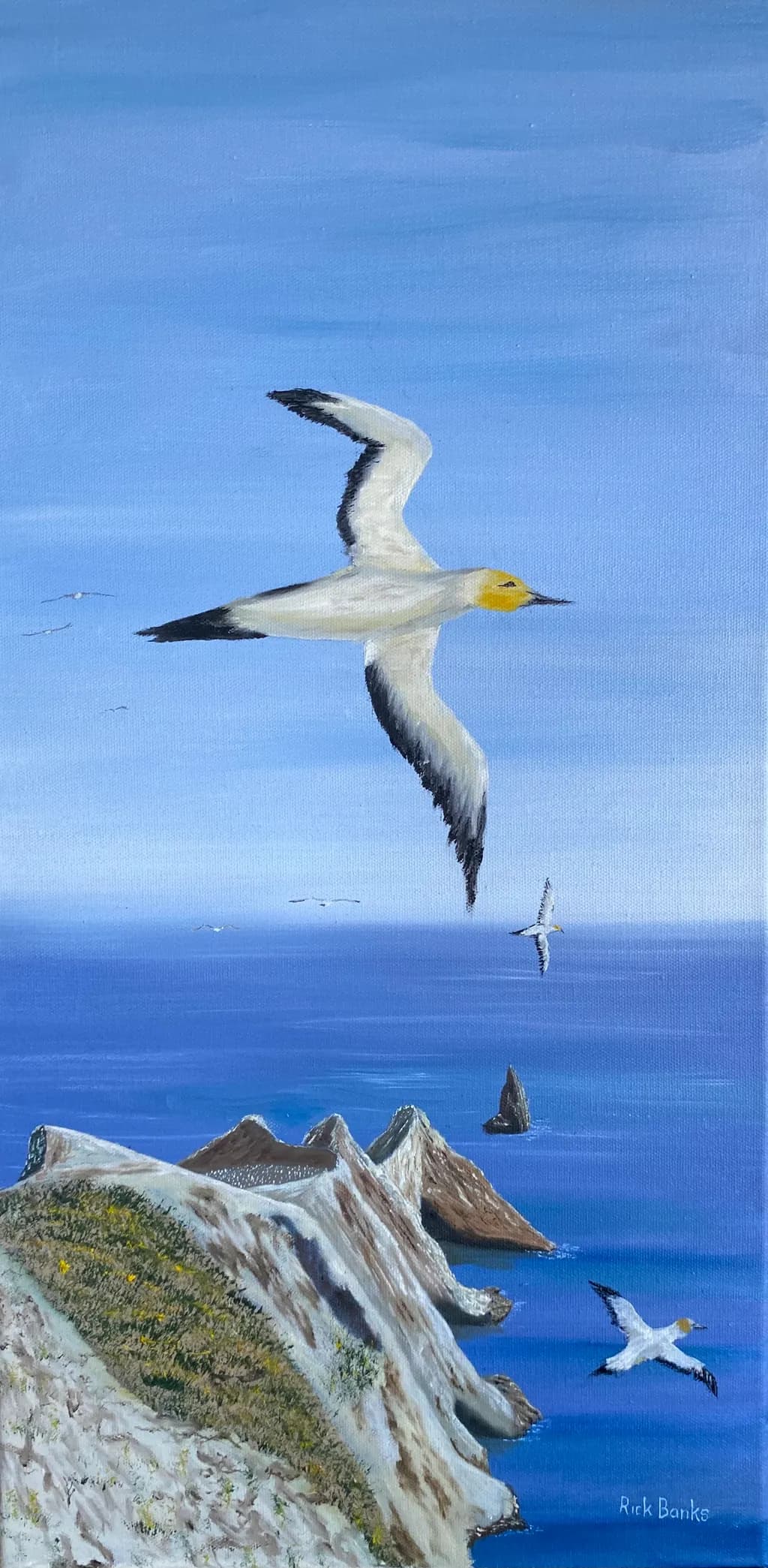 Seabird Over Cliffs