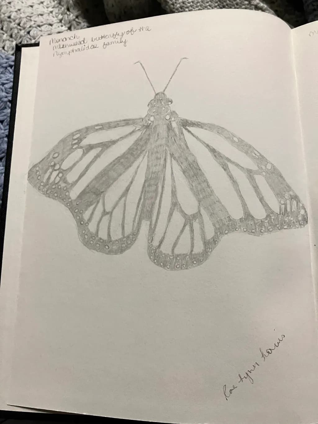 Monarch Butterfly Sketch