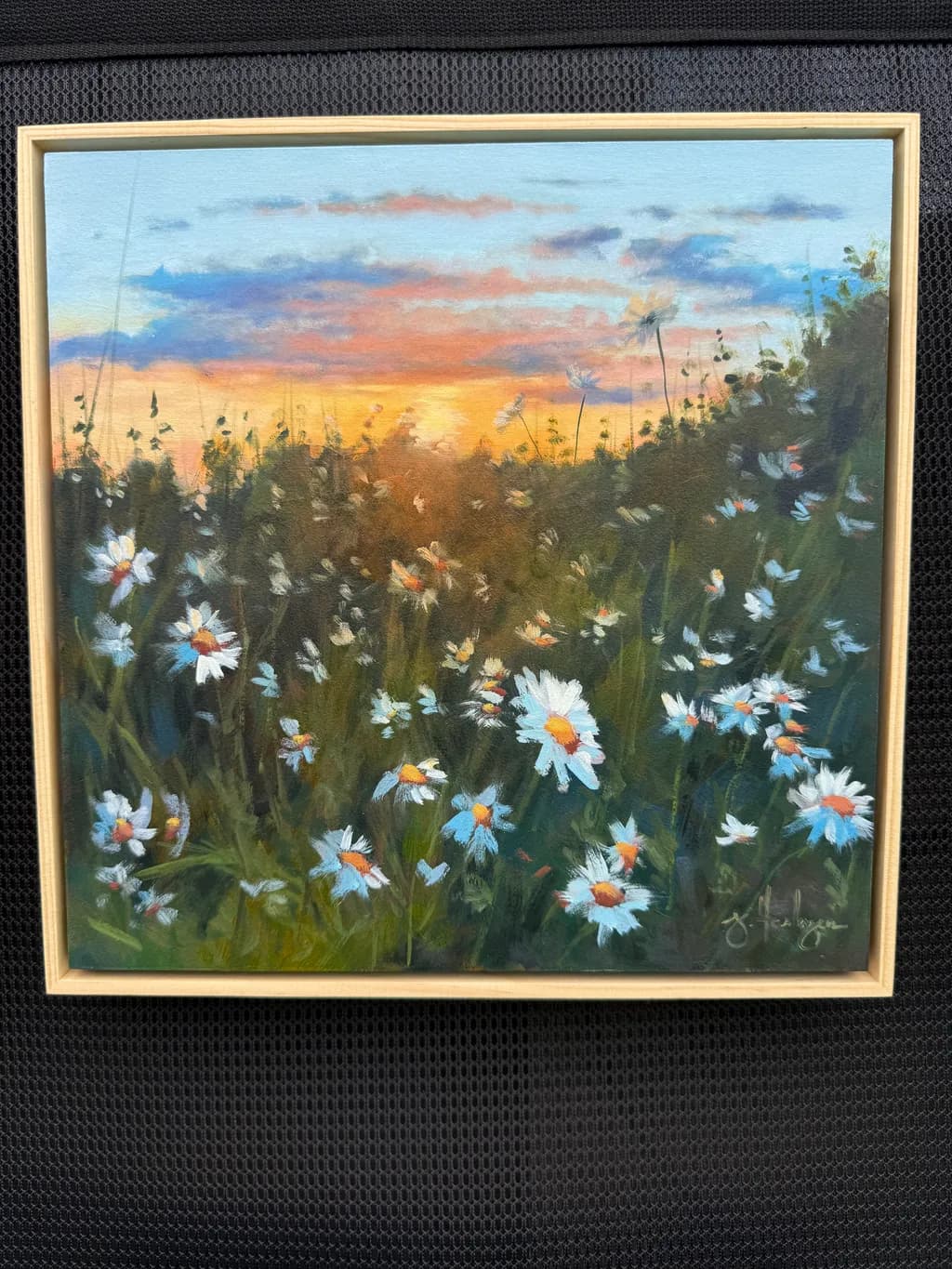 Daisy Sunset Meadow