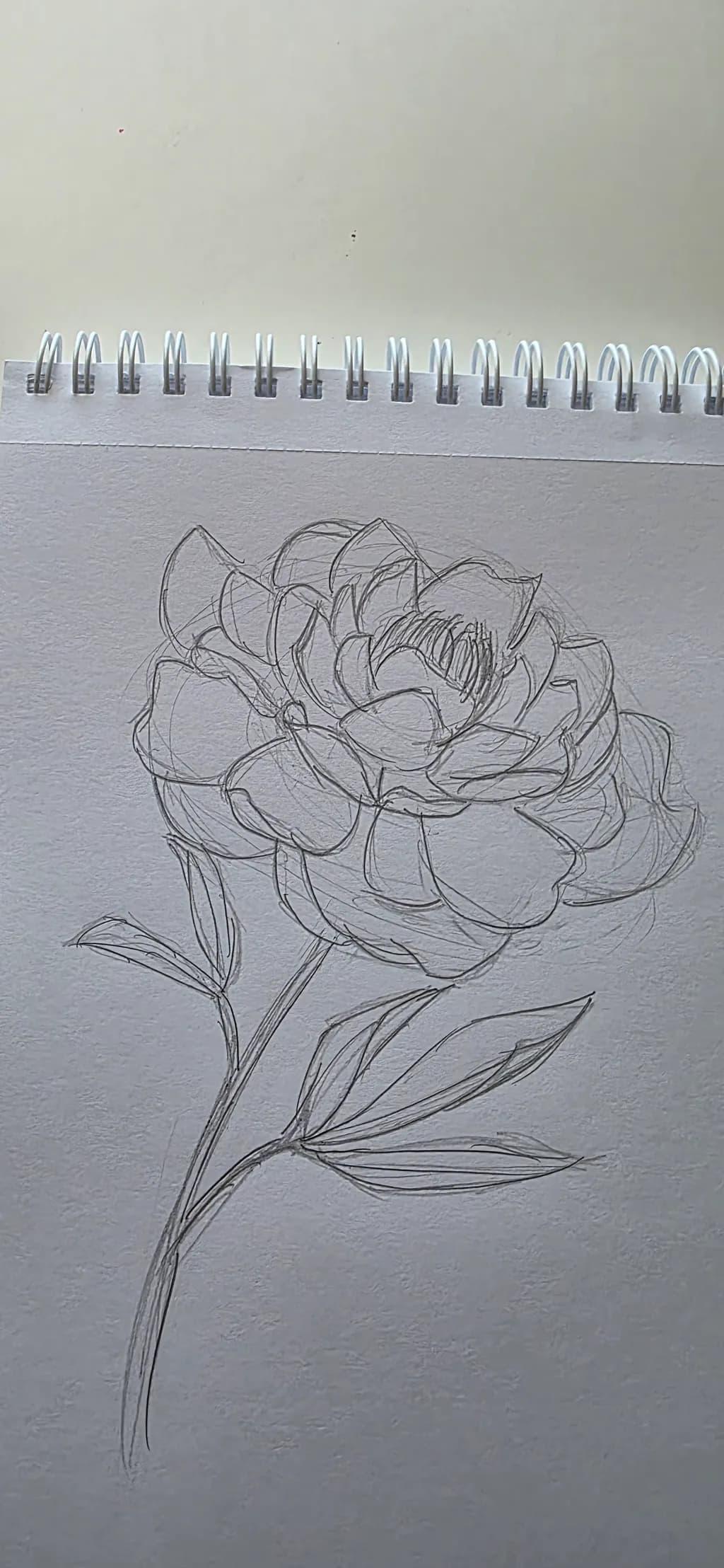 Bloom Study