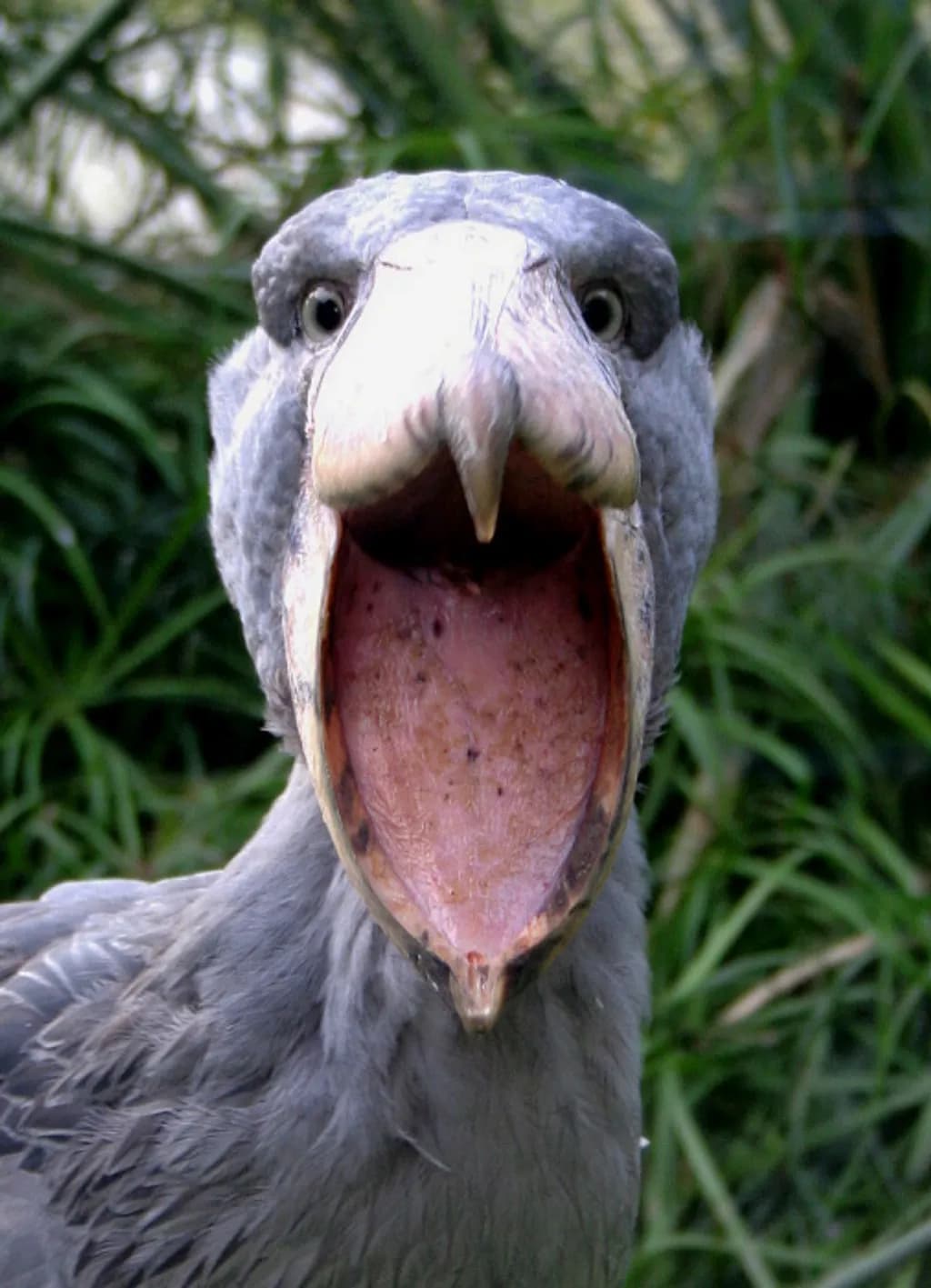 Yawning Shoebill