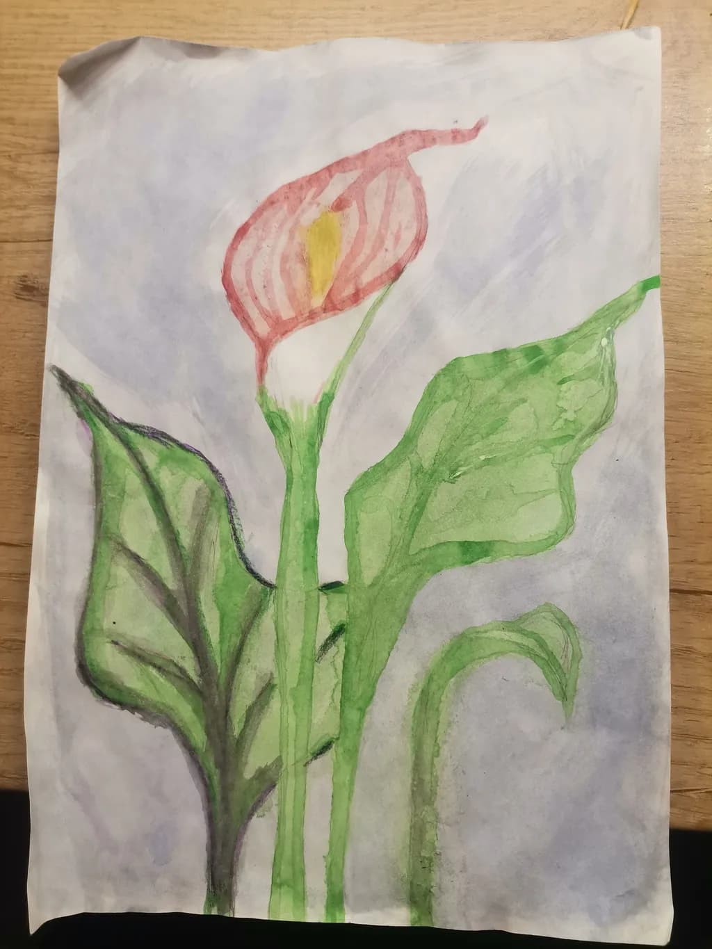 Calla Lily Study