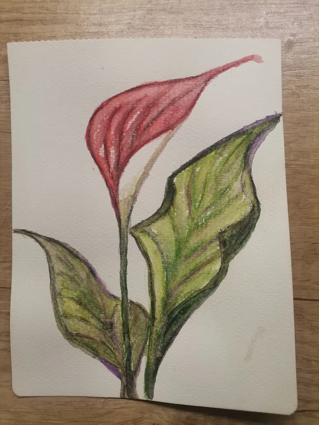 Anthurium Study