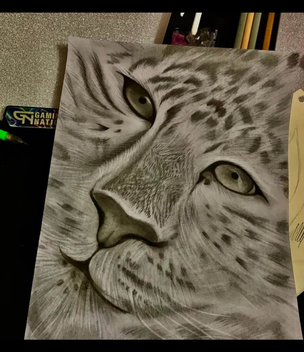 Leopard Gaze