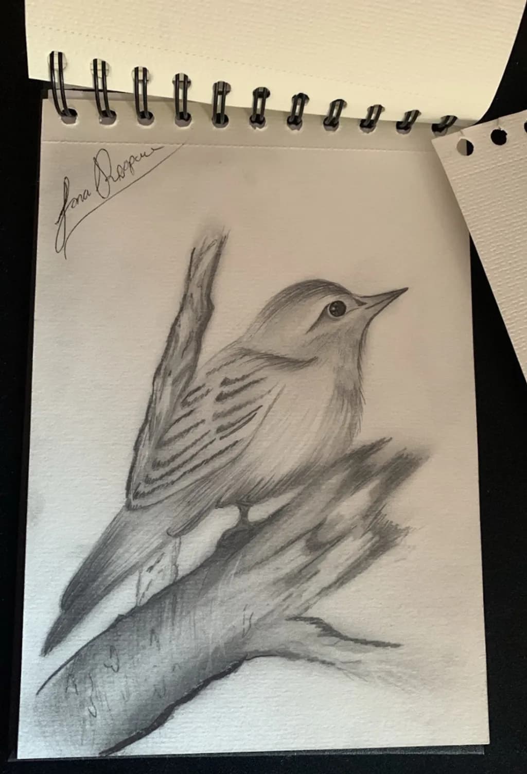 Perched Songbird