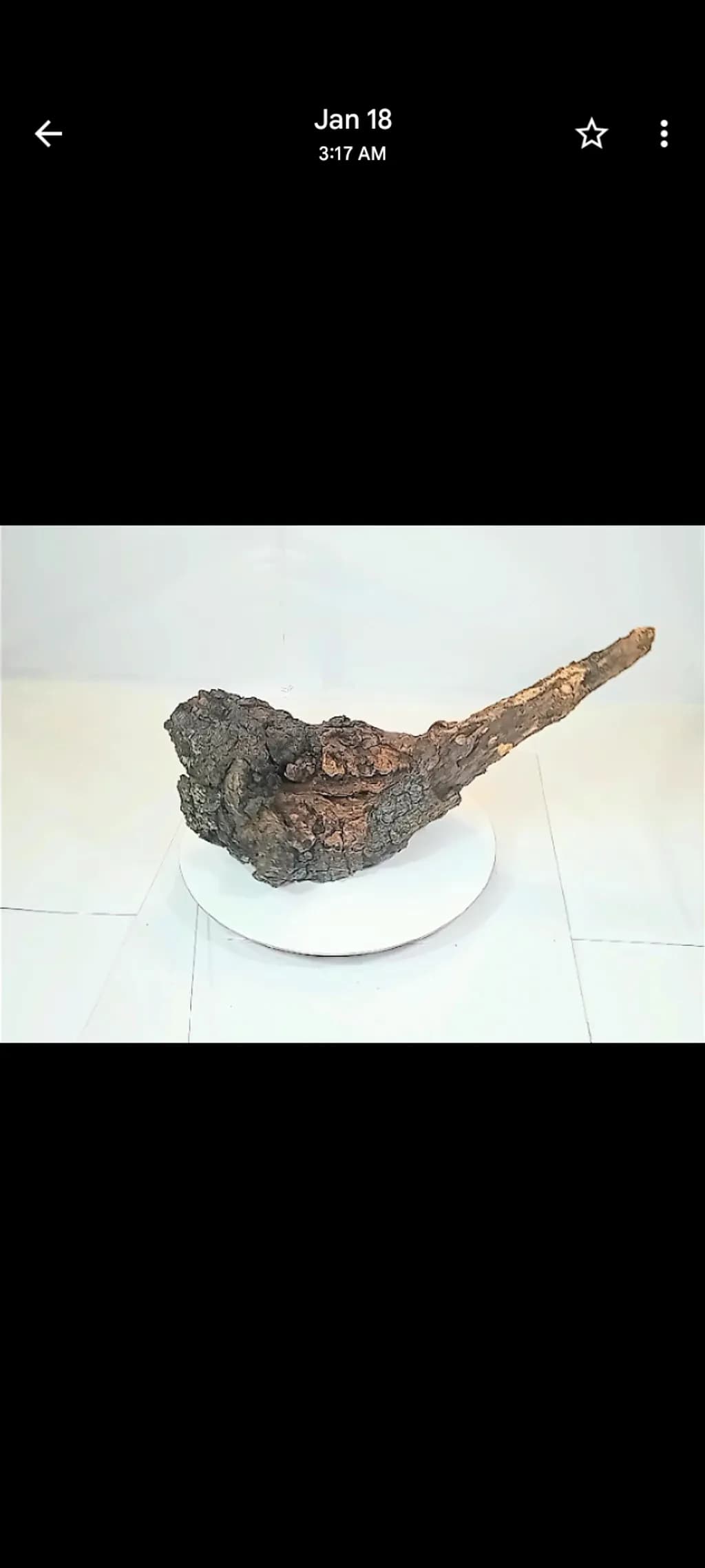 Bark Sculpture