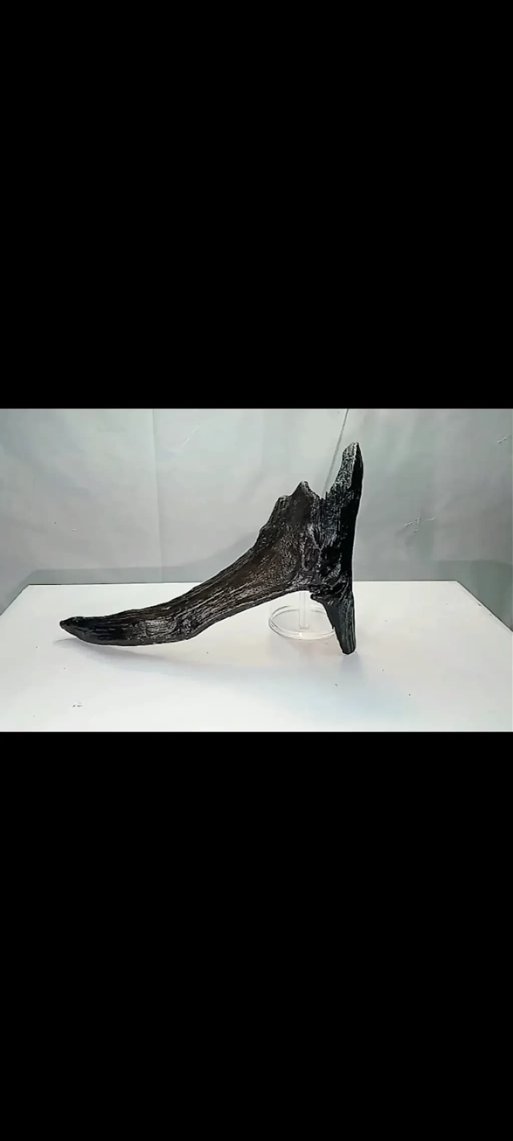 Dinosaur Fossil Fragment