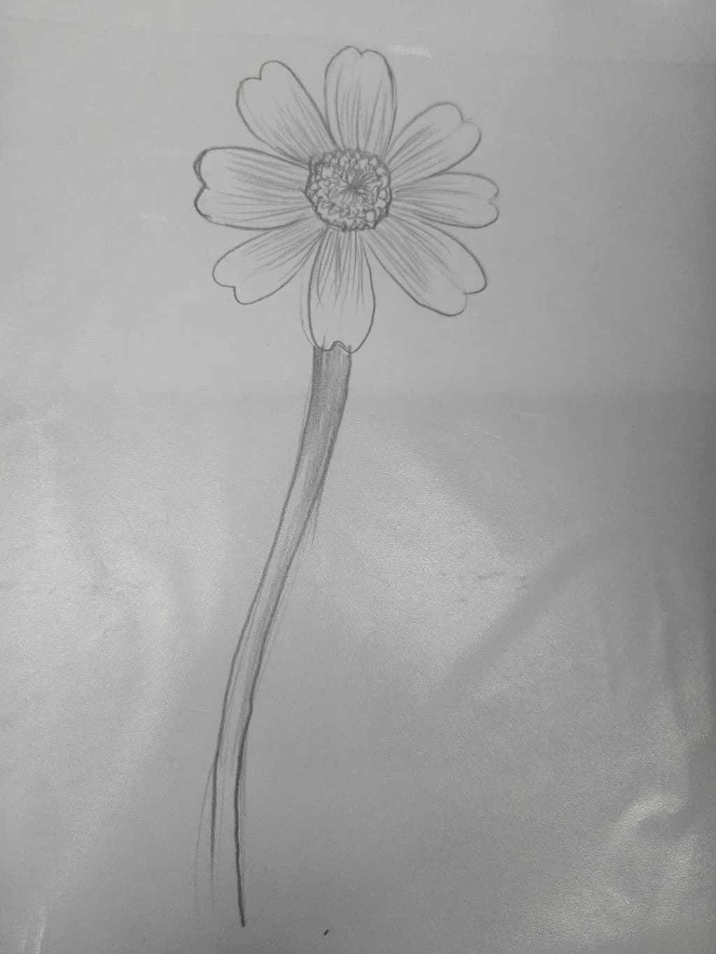 Graceful Daisy