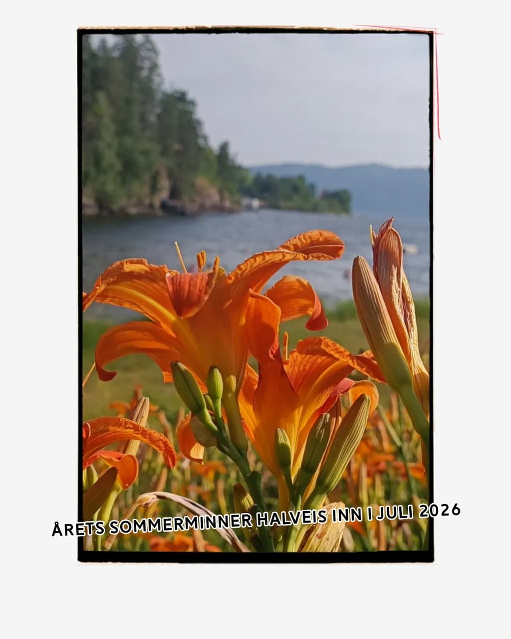 Summer Bloom by the Lake