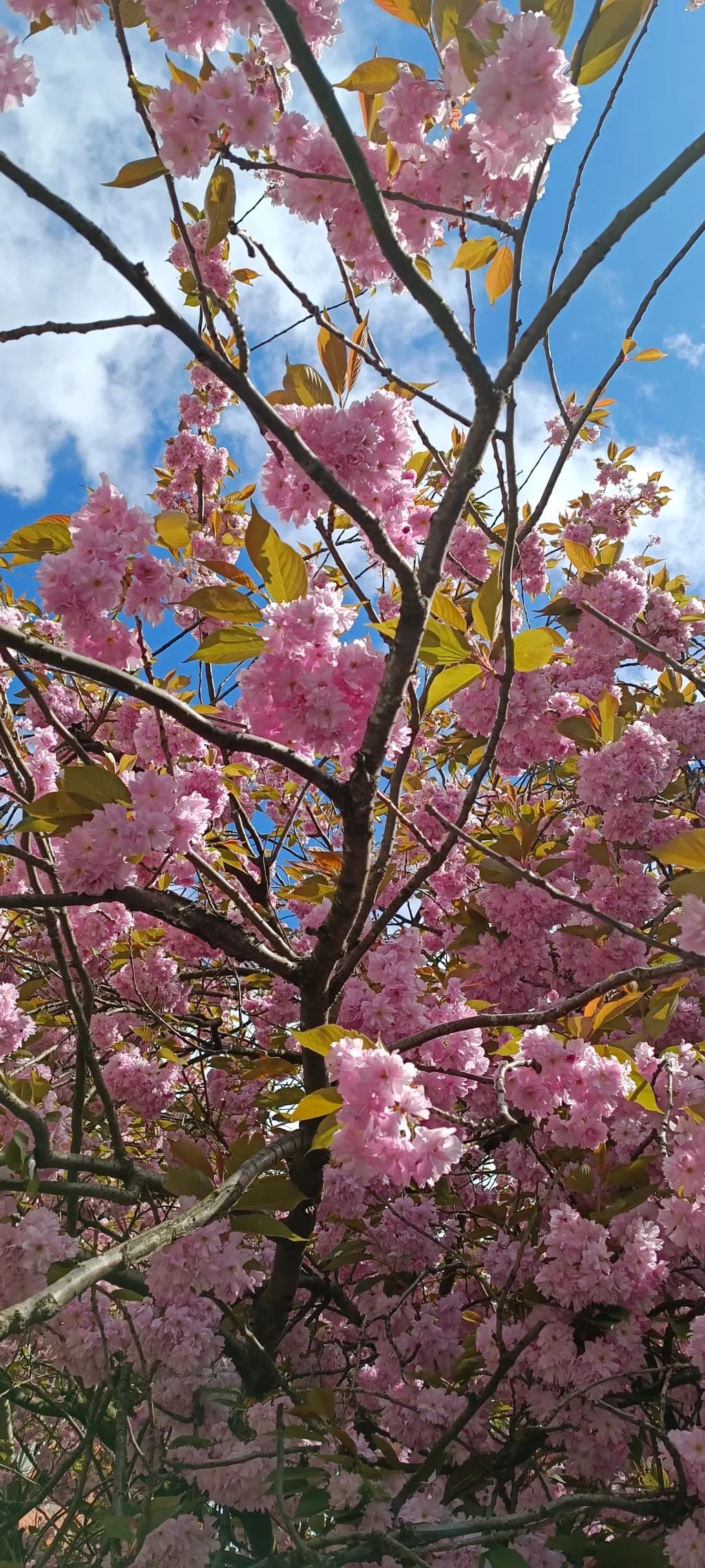 Spring Blossom View