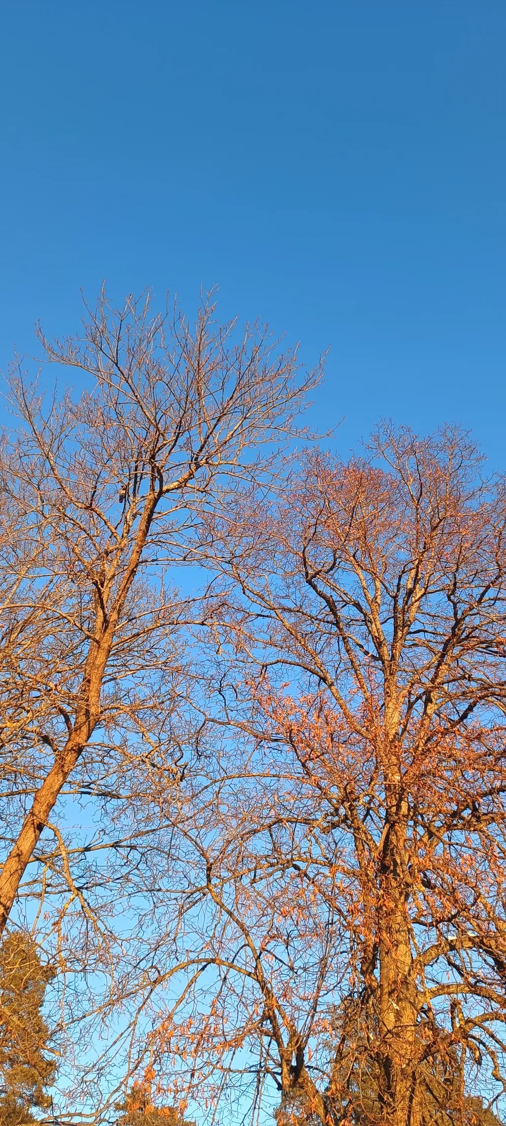 Golden Branches