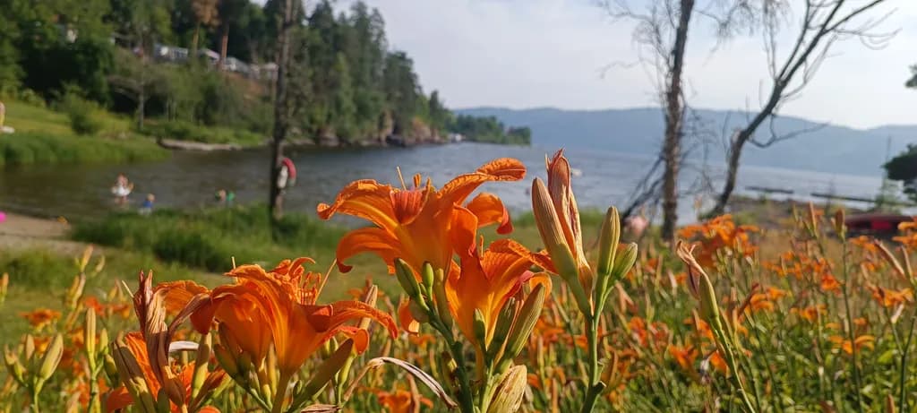 Lakeside Daylilies