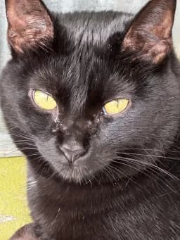 Black Cat Gaze