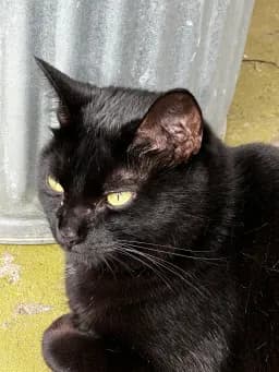 Golden-Eyed Black Cat