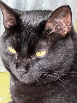 Golden-Eyed Black Cat
