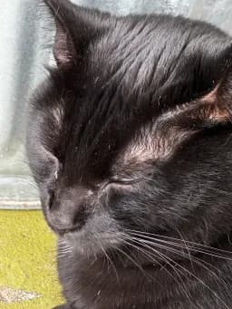 Peaceful Black Cat