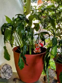 Santa Bear Among Greenery