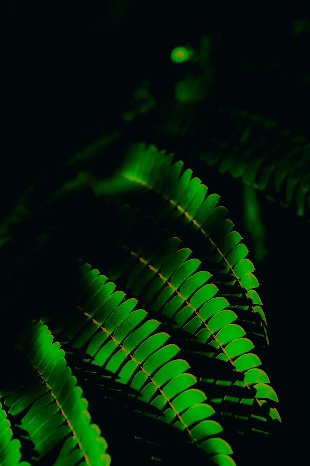 Luminous Fern