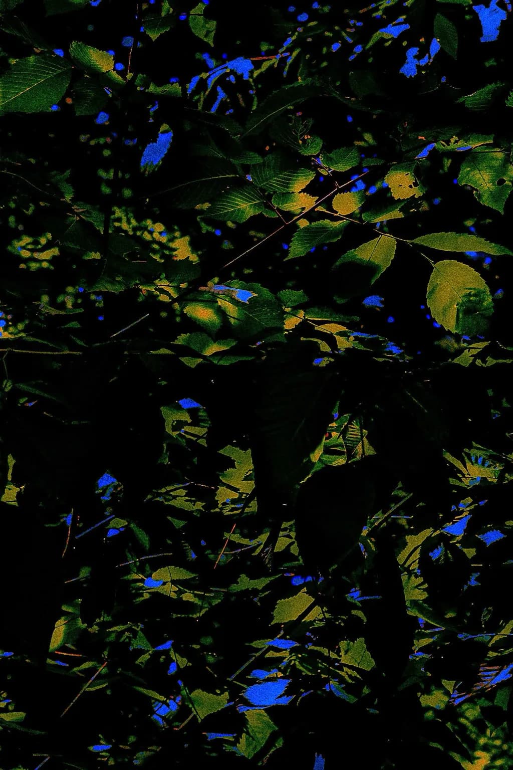 Nocturnal Foliage
