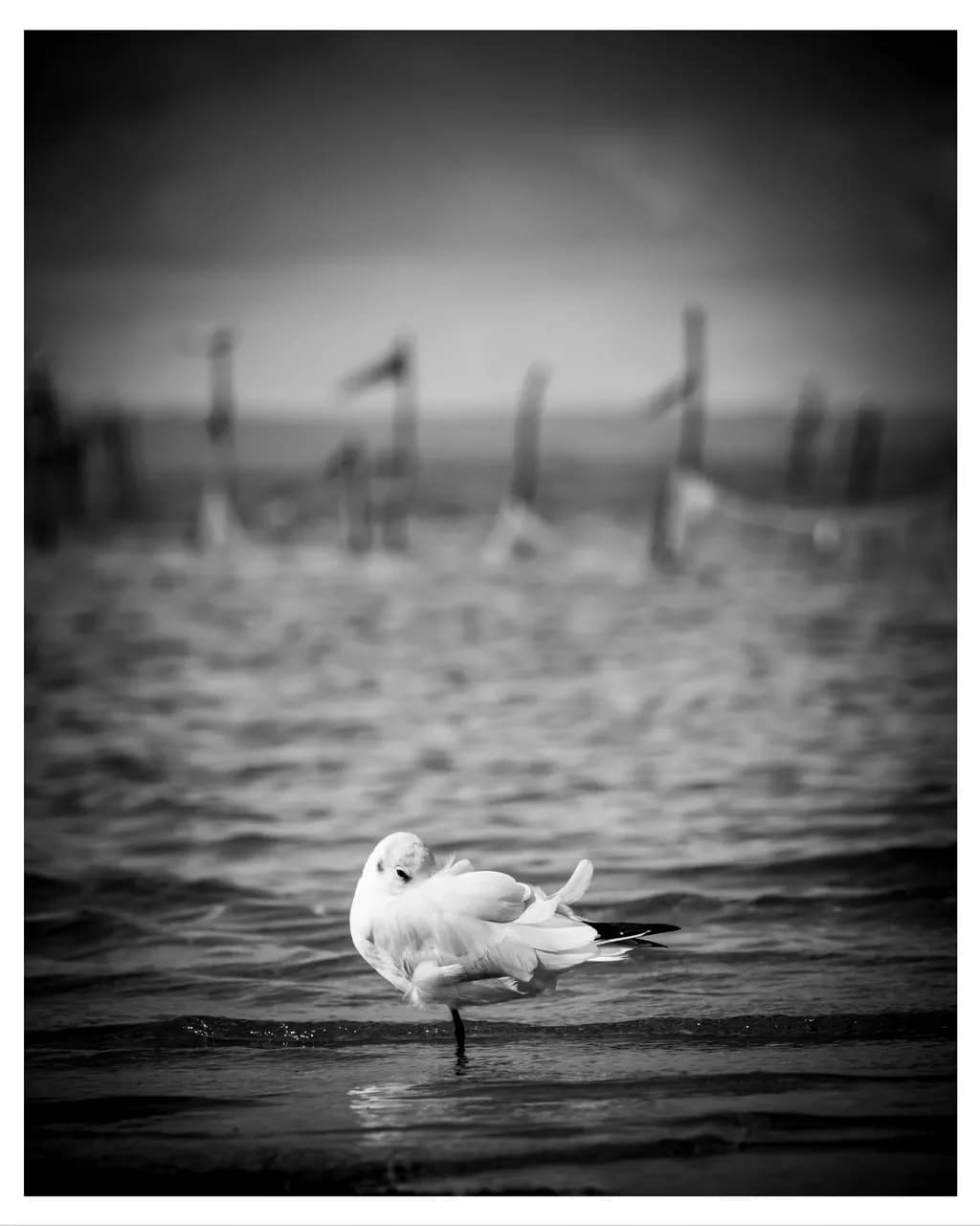 Solitary Reflection