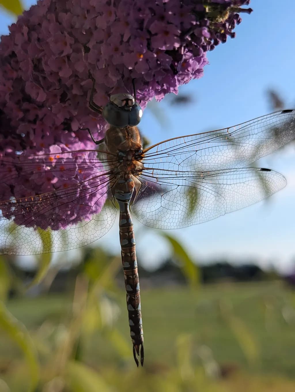 Winged Pause