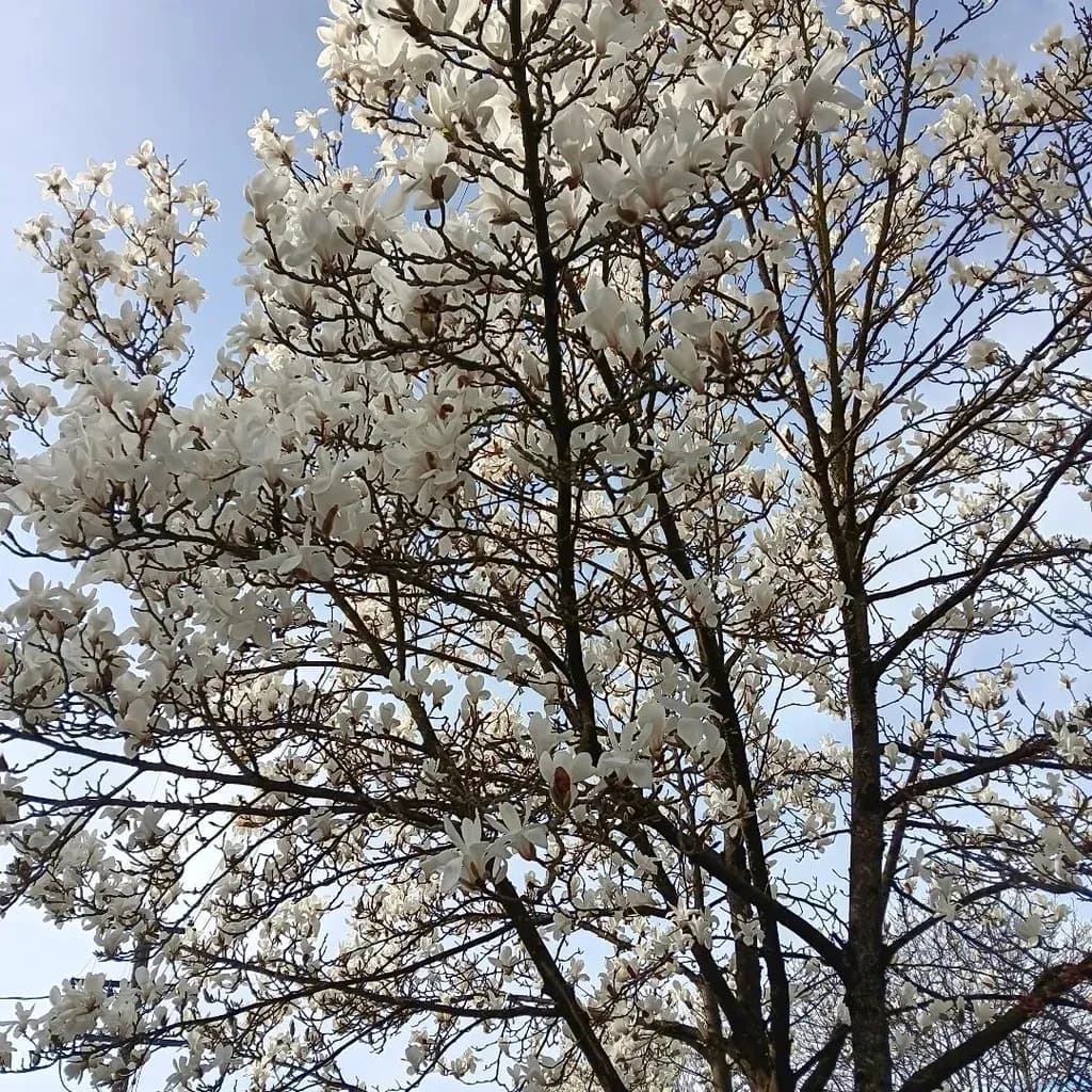Magnolia Bloom