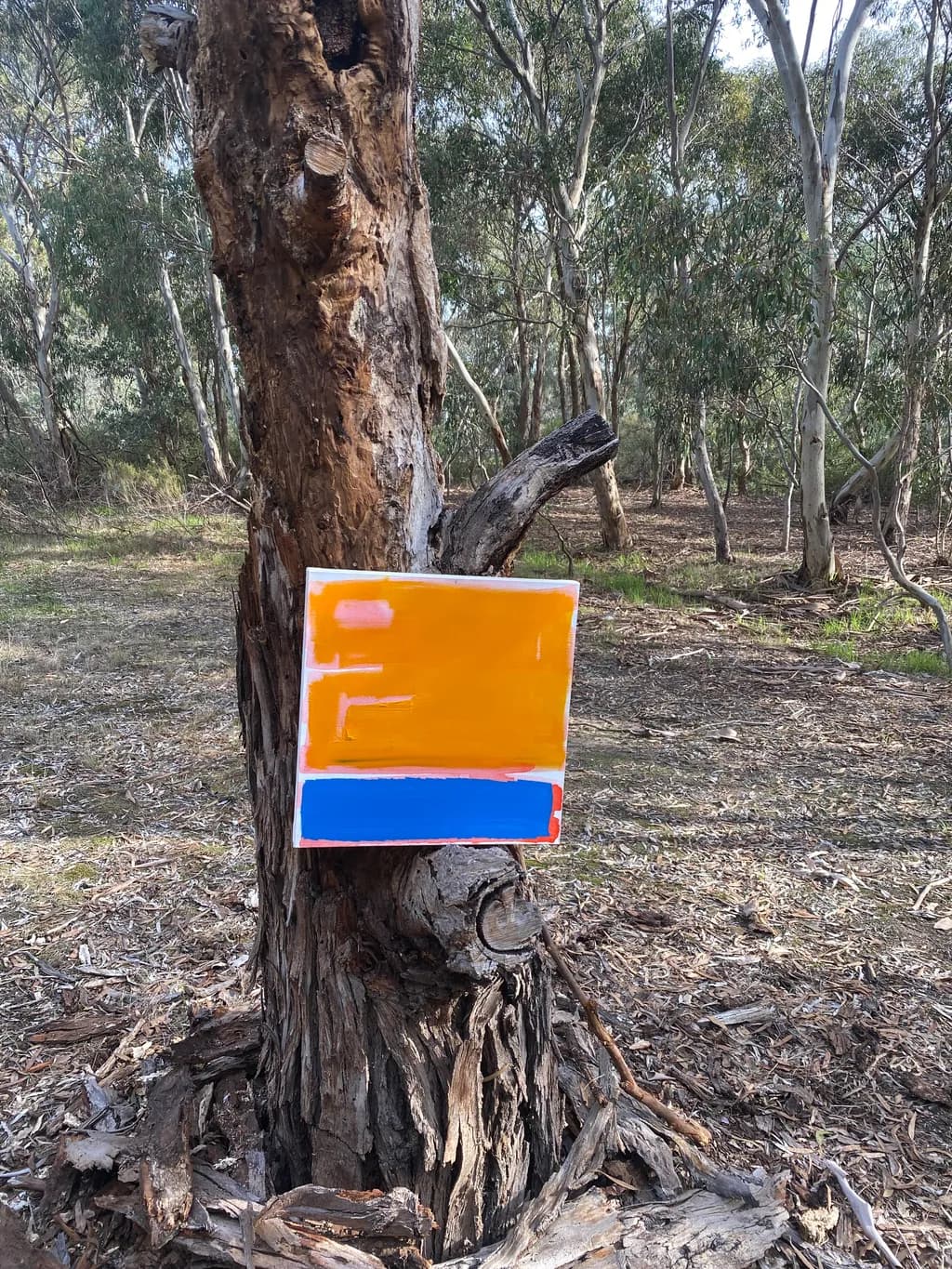 Forest Canvas