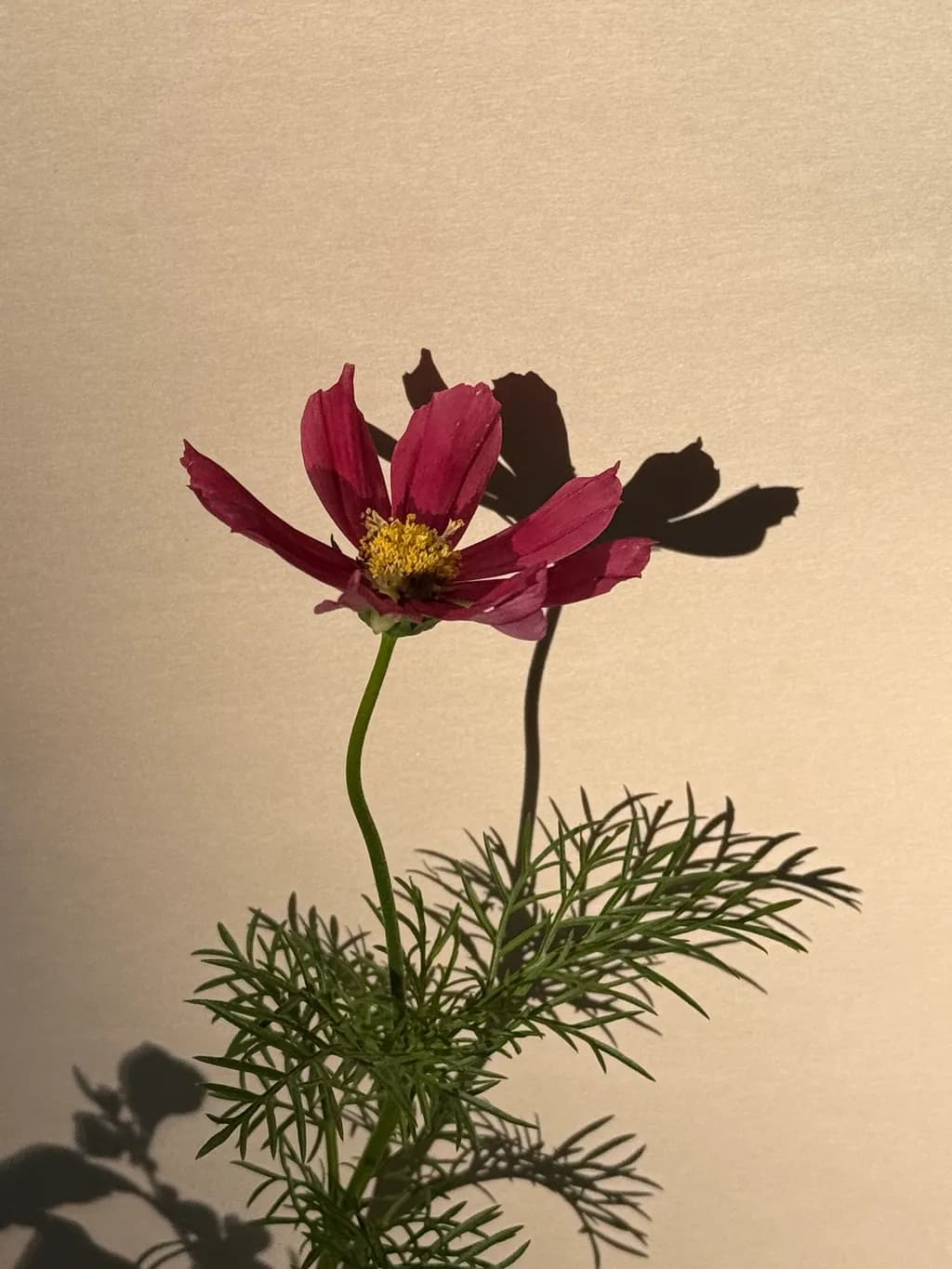 Fading Cosmos