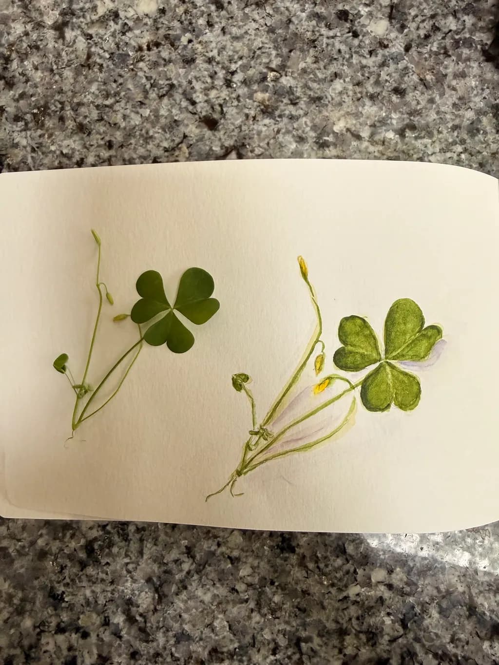 Pressed Clover Study