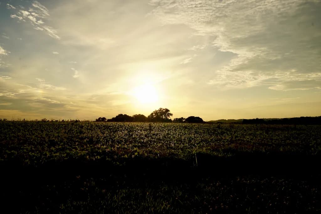 Golden Horizon