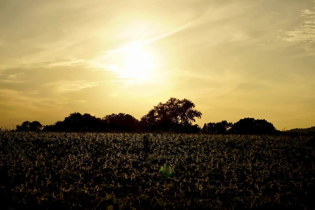 Golden Horizon