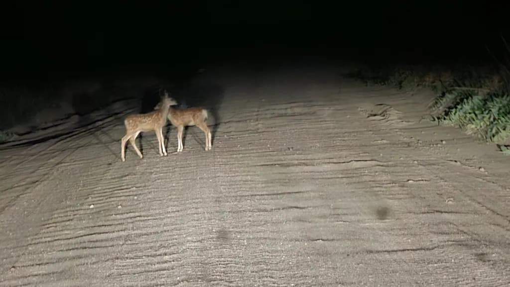 Night Crossing