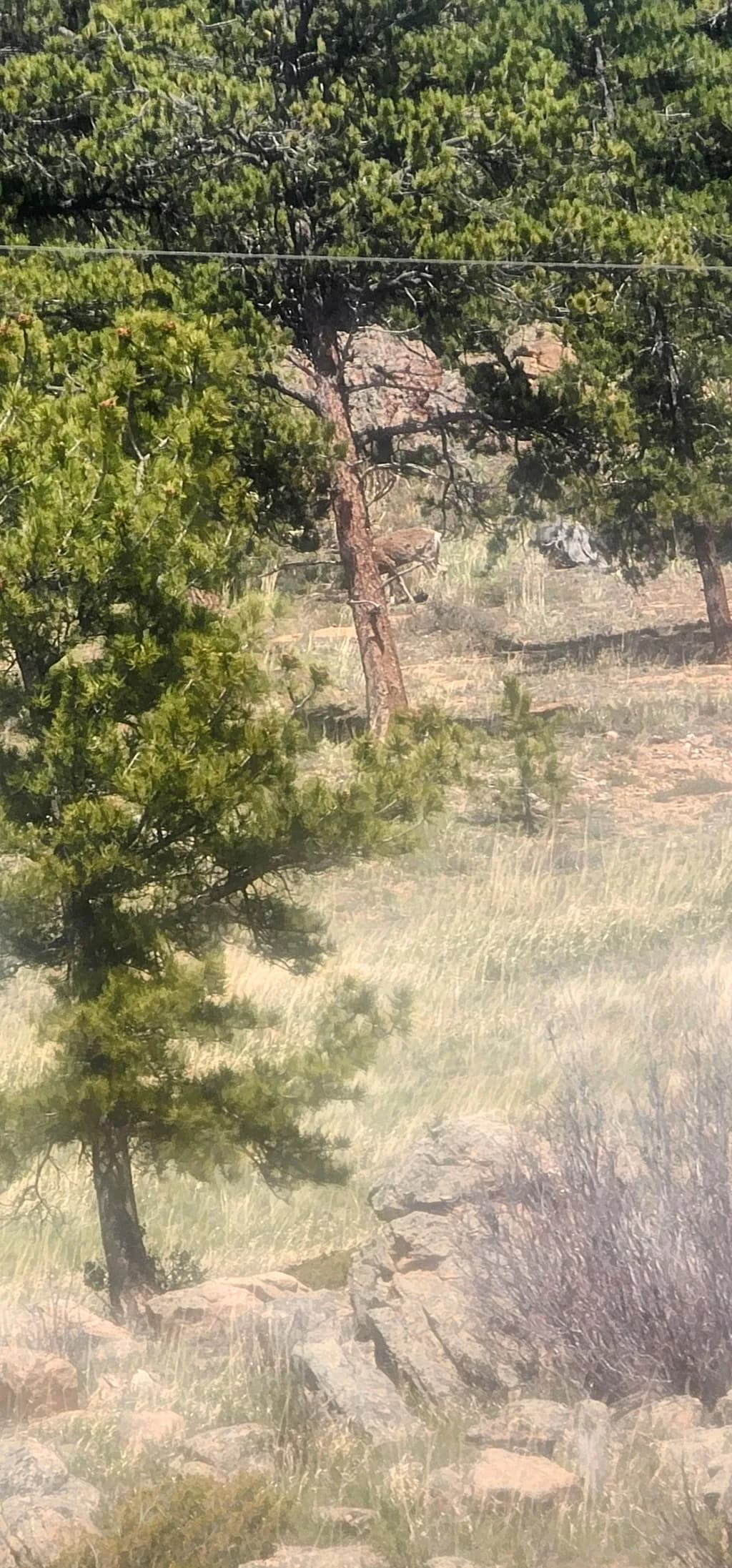 Mountain Pine Refuge